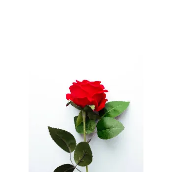 Fresh Red Rose